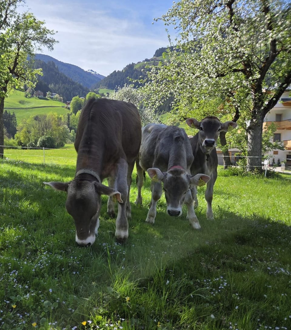 Animals