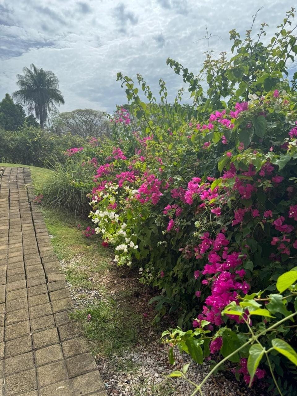 Garden view