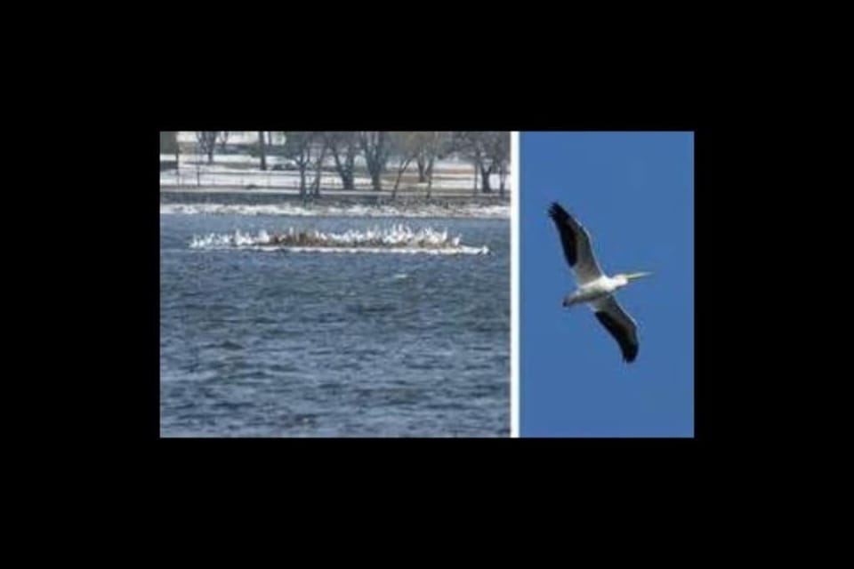 Natural landscape, Animals, Lake view, River view