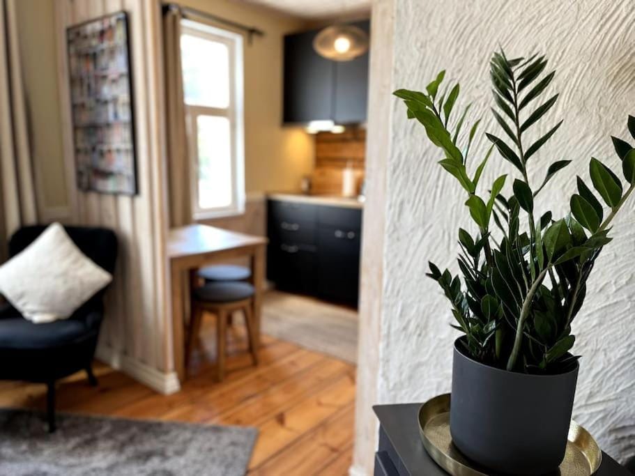 Garden Studio next to Telliskivi & Old Town Apartment in Tallinn