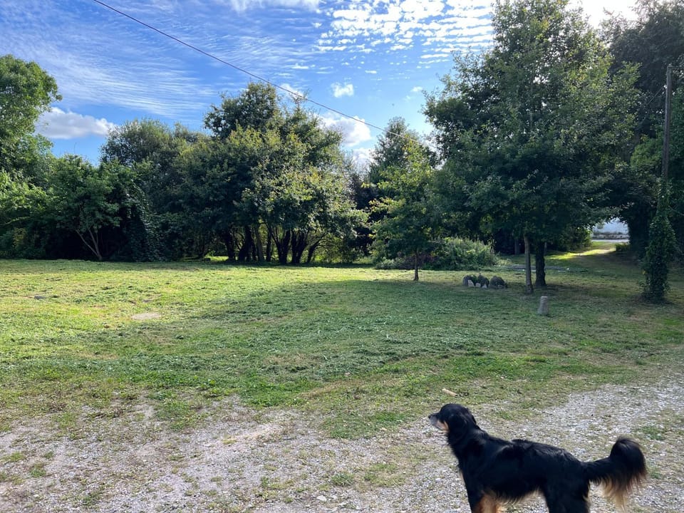 Natural landscape, Pets