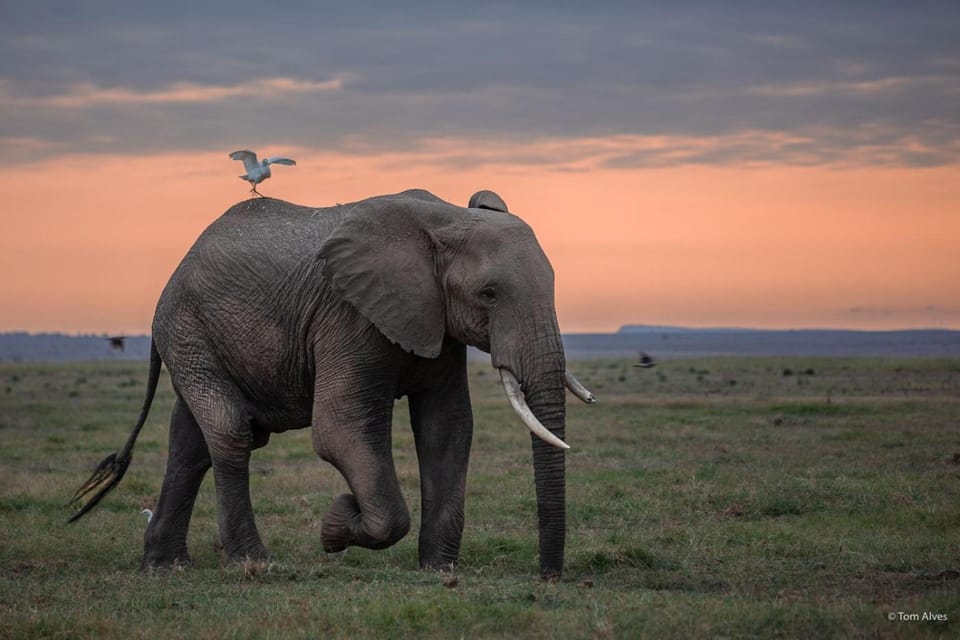 Animals