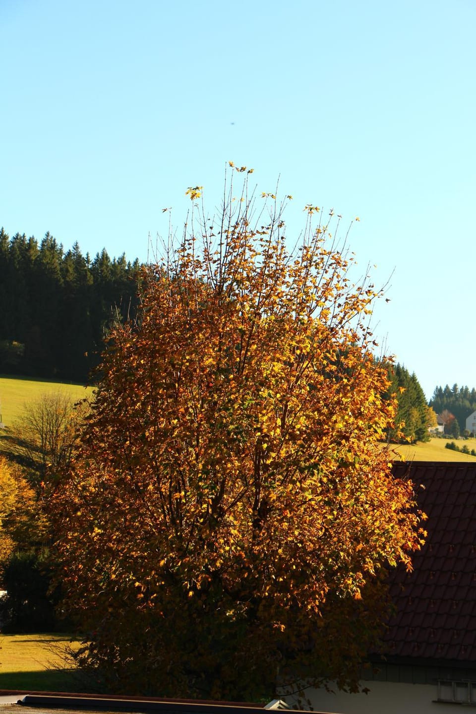 Natural landscape