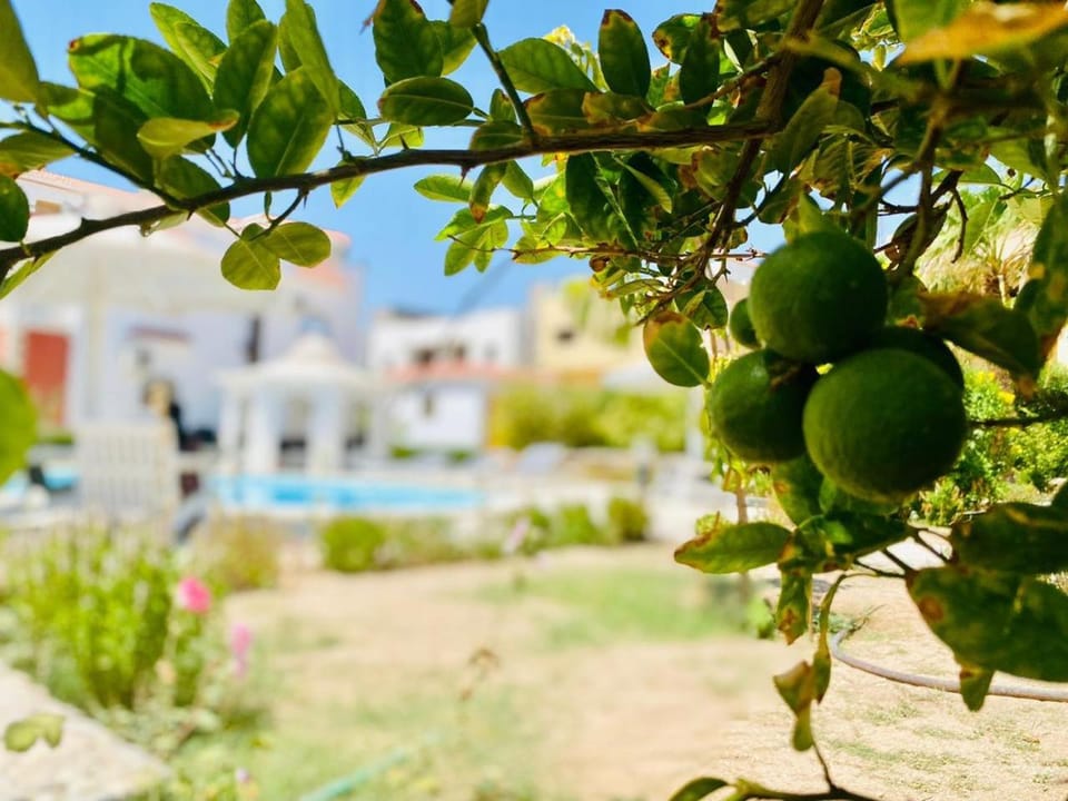 Garden view, Pool view, Swimming pool, Inner courtyard view