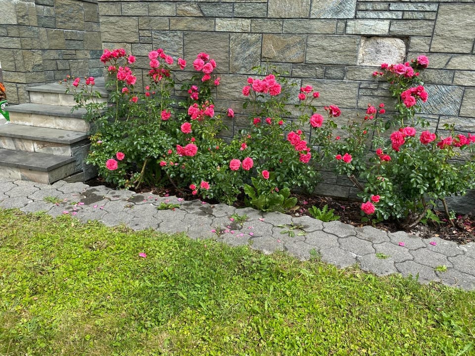 Property building, Summer, Garden, Garden view
