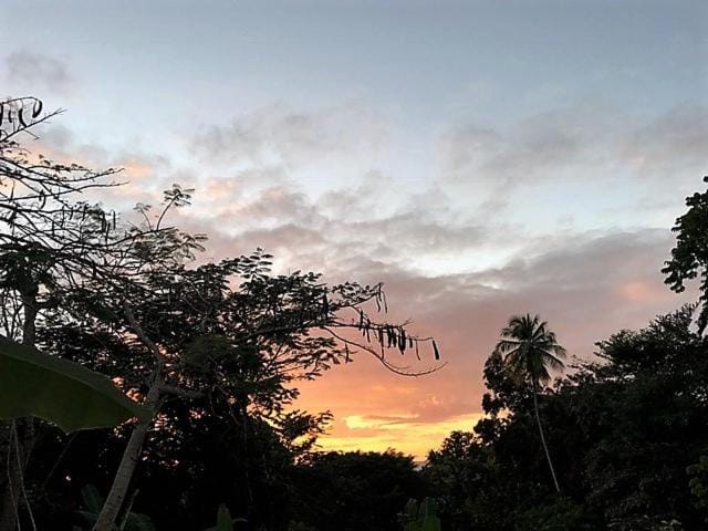 Garden view
