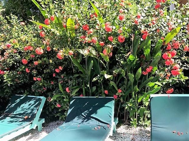 Garden, Swimming pool