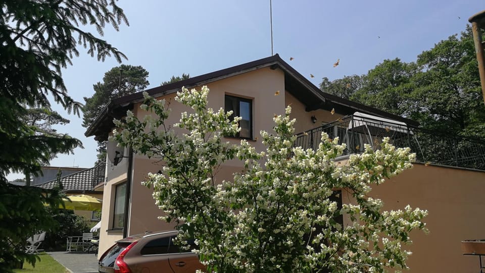 Property building, Garden