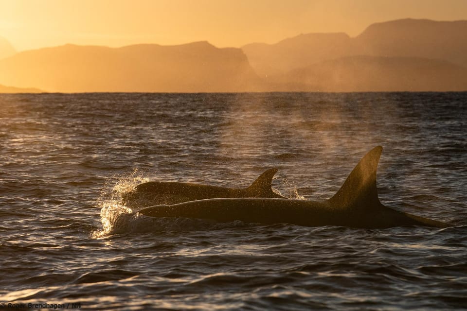 Natural landscape, Animals, Mountain view, Sea view