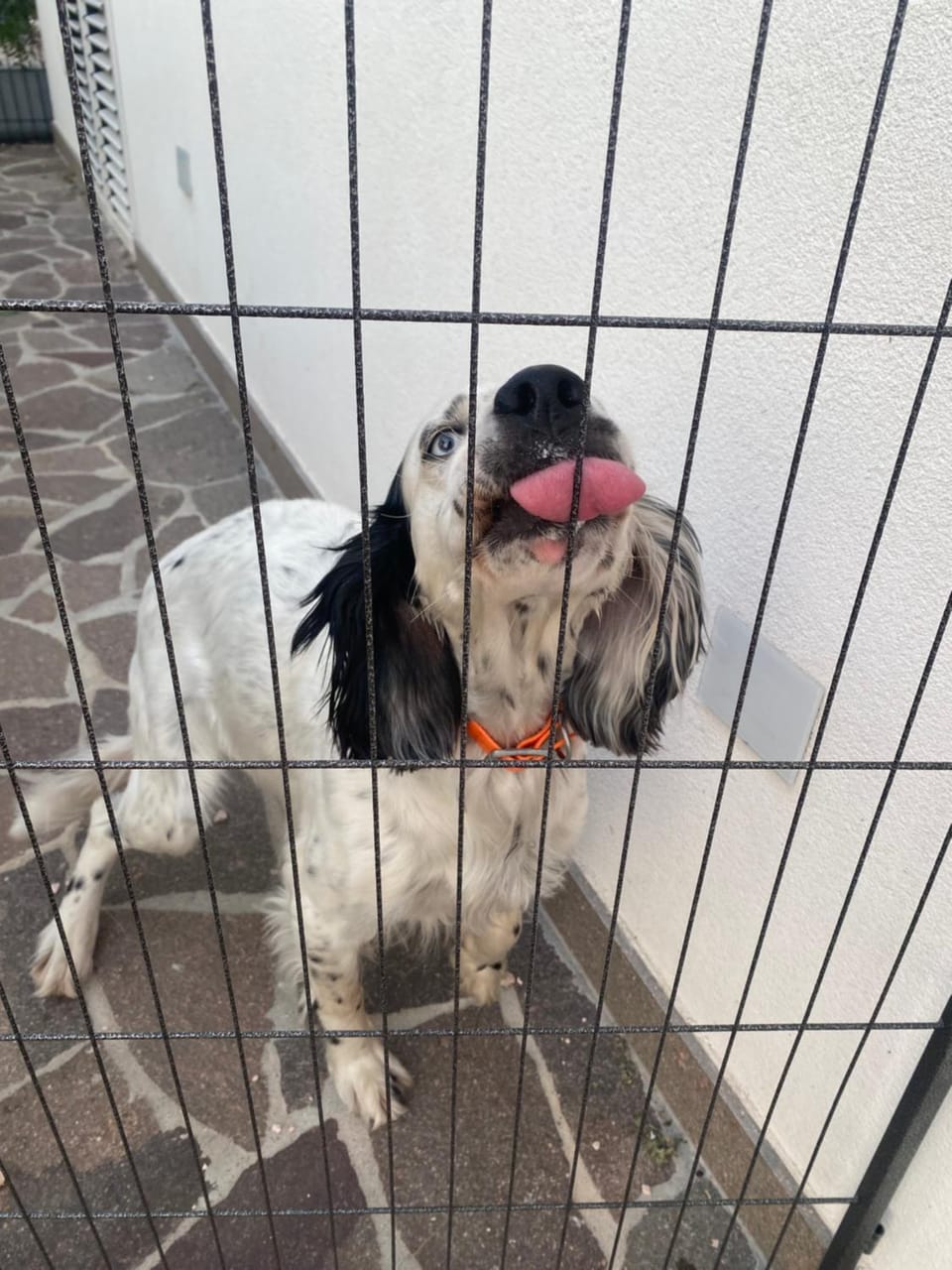 Villa Popilia Sea & Business Red Apartment in Rimini