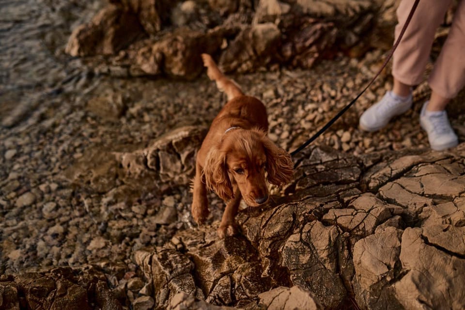 Beach, Animals, Pets