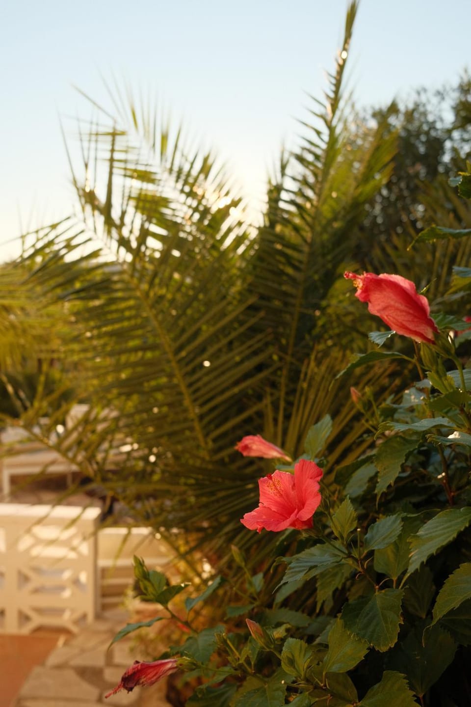 Garden view