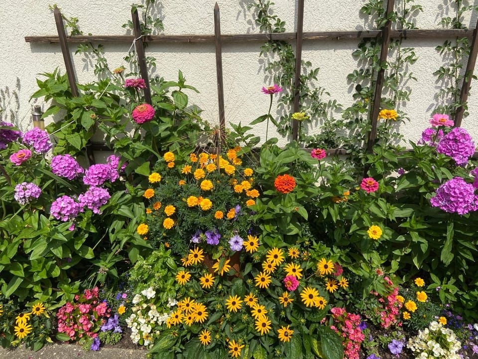 Garden view