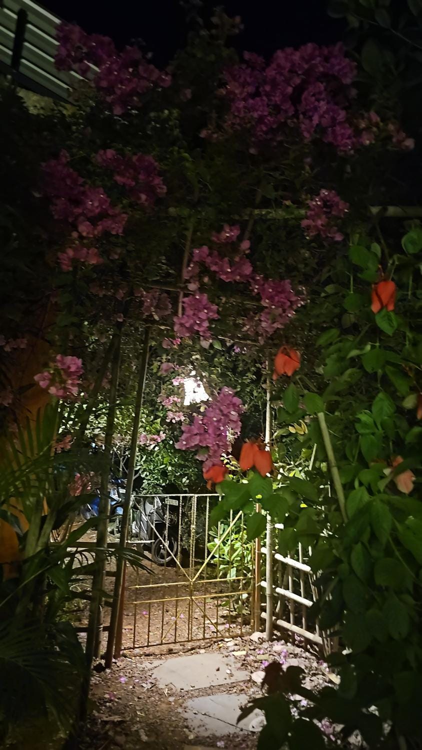 Night, Garden, Garden view