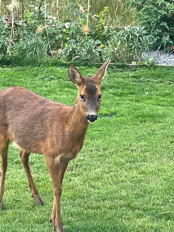 Spring, Natural landscape, Animals