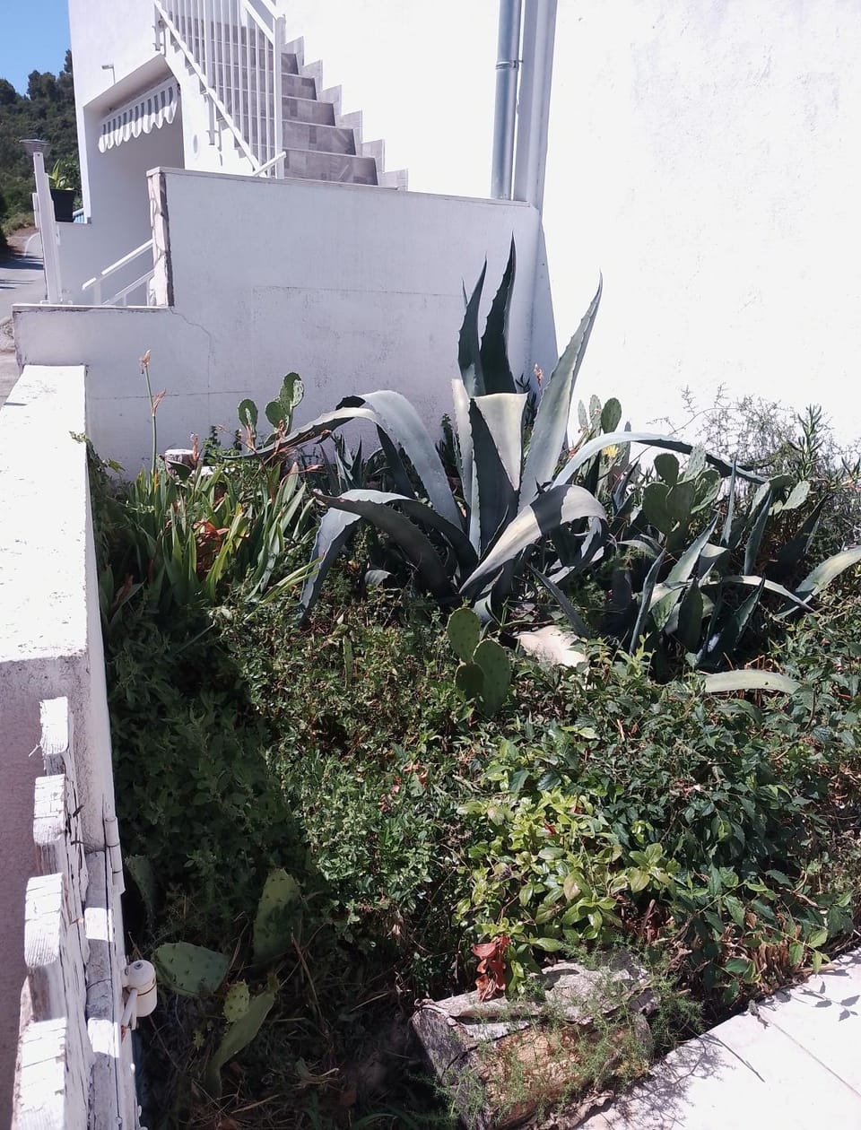 Garden view