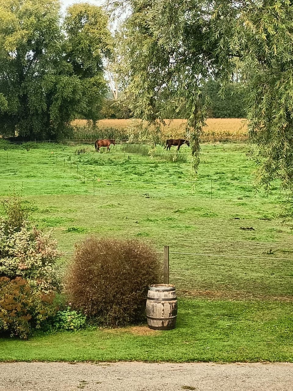 Garden view