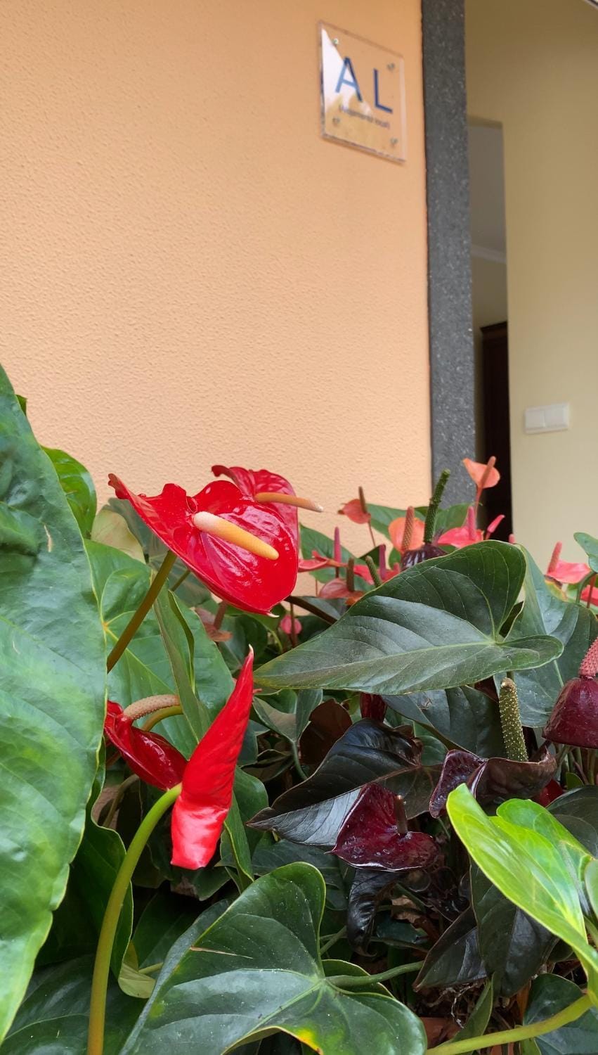 Garden, Decorative detail, Garden view
