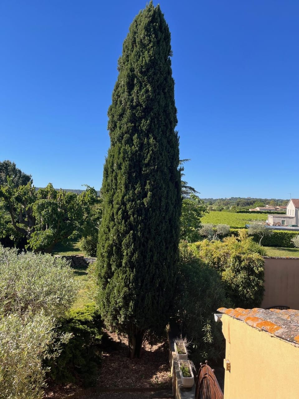Garden view