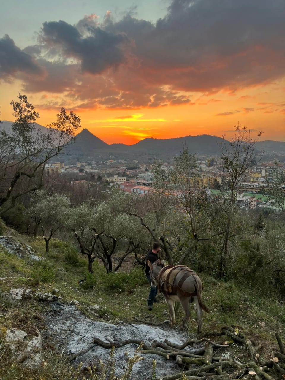 Azienda agricola zootecnica Soriente di Guglielmo Areh Soriente & C.S.A.S Farm Stay in Campania