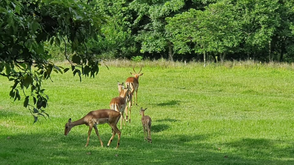 Natural landscape, Animals