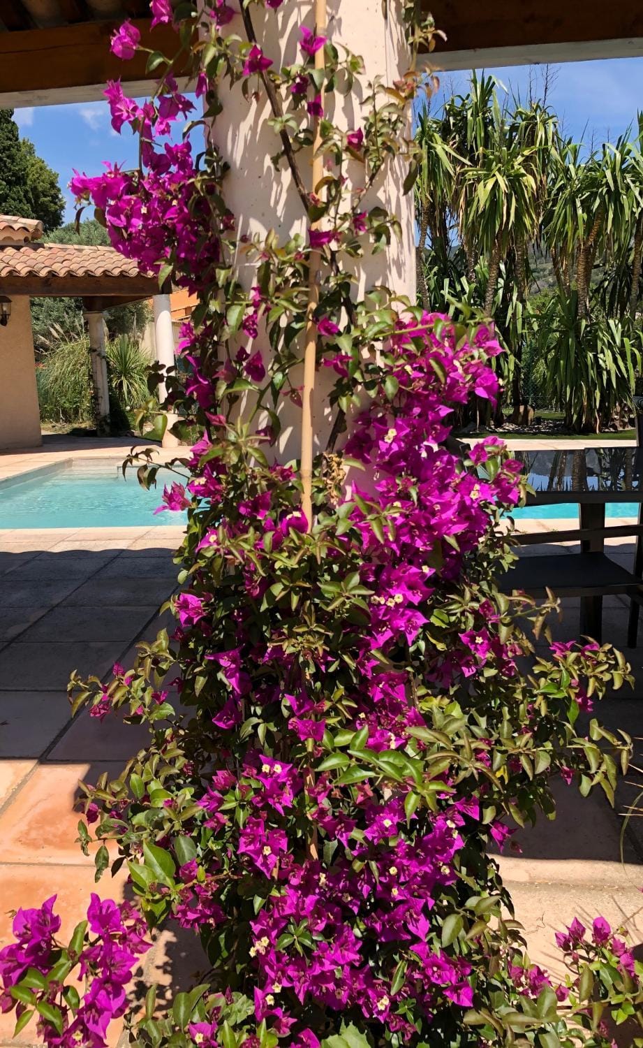 Garden view