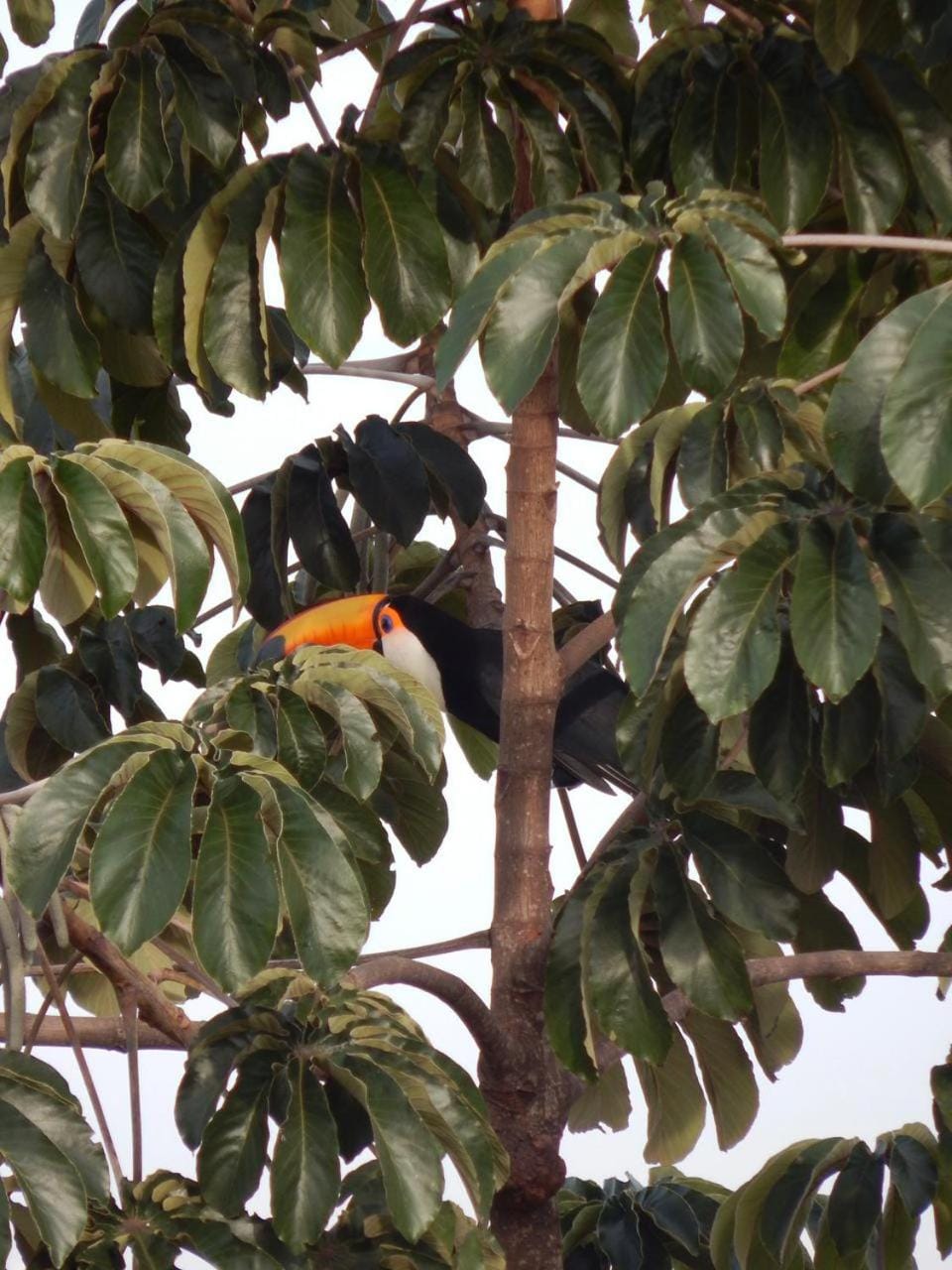 Pousada Fazenda São Bento Farm Stay in State of Goiás