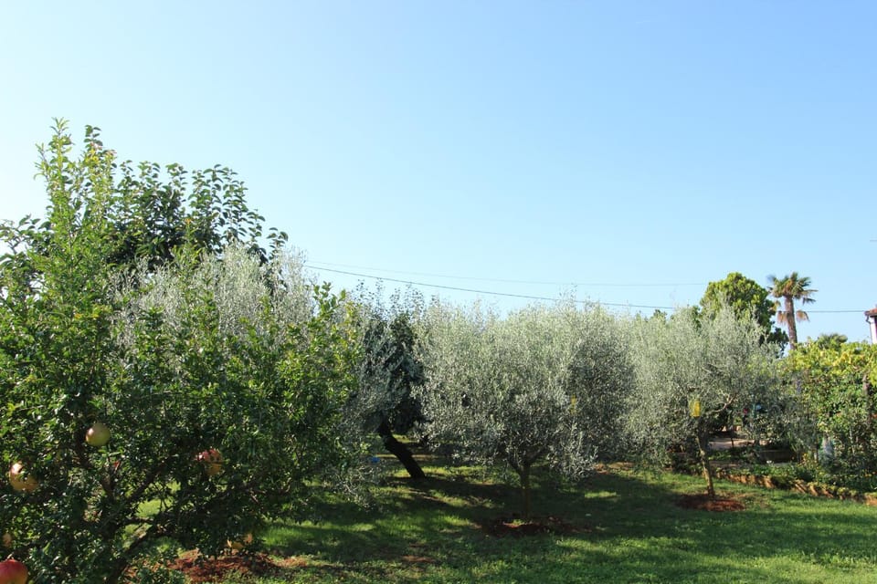 ALMA A2 Apartment in Novigrad