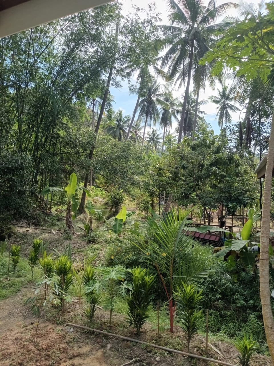 Natural landscape, Garden, Garden view
