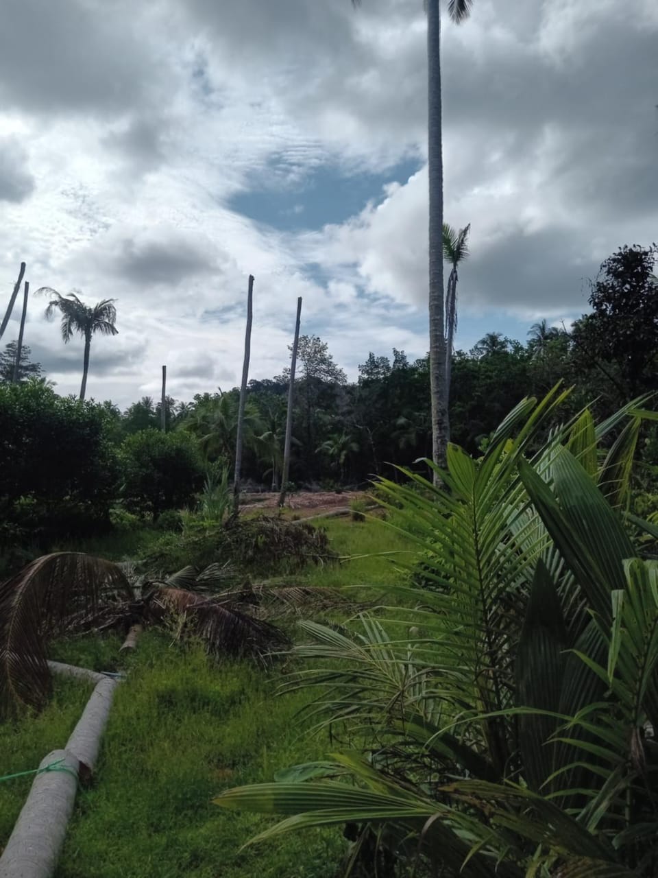 Natural landscape, Garden