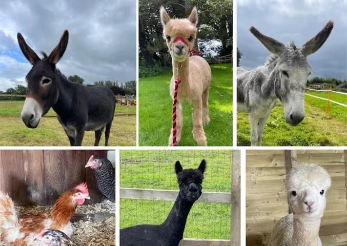 Animals