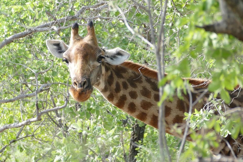 Activities, Animals