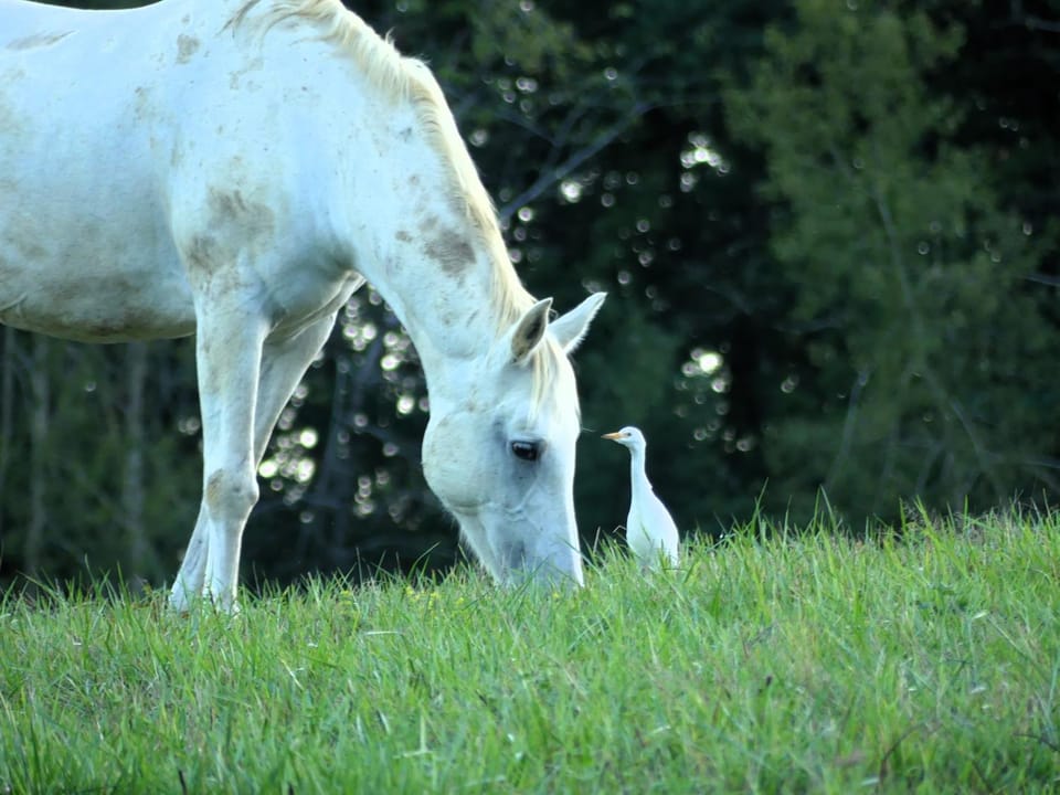 Animals