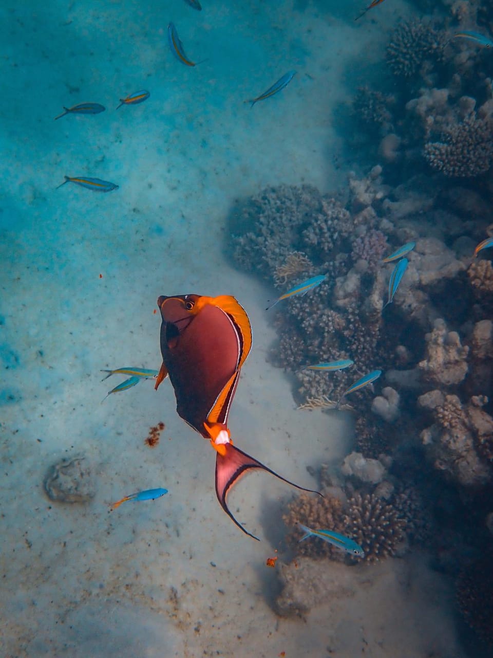 MEHEL - Holiday Home - Mahibadhoo Hotel in Maldives