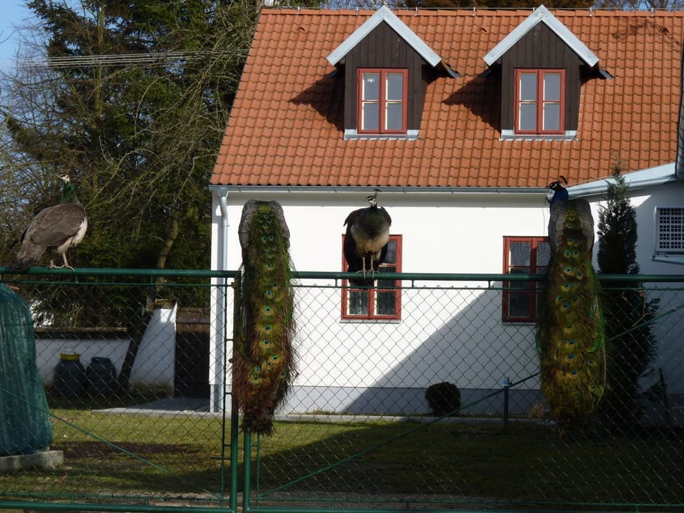 Penzion U Houšků Farm Stay in South Bohemian Region