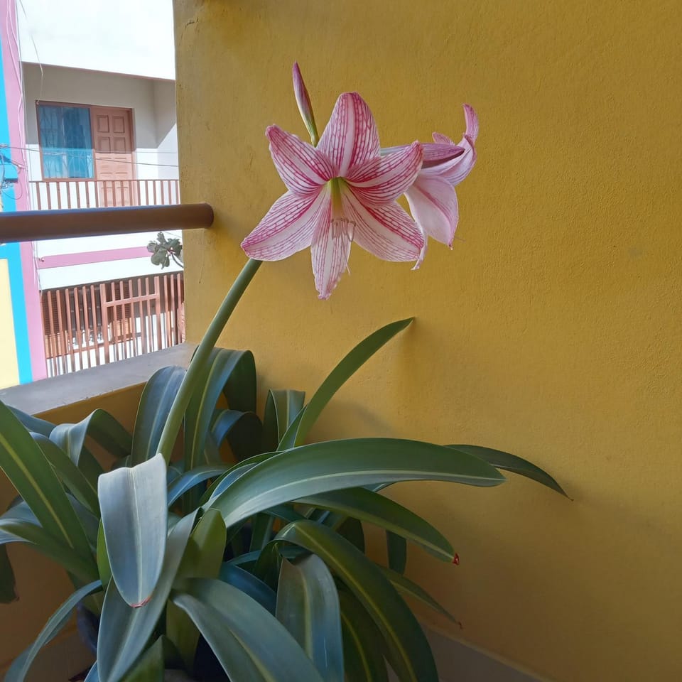 Constança Retreat Bed and Breakfast in Cape Verde