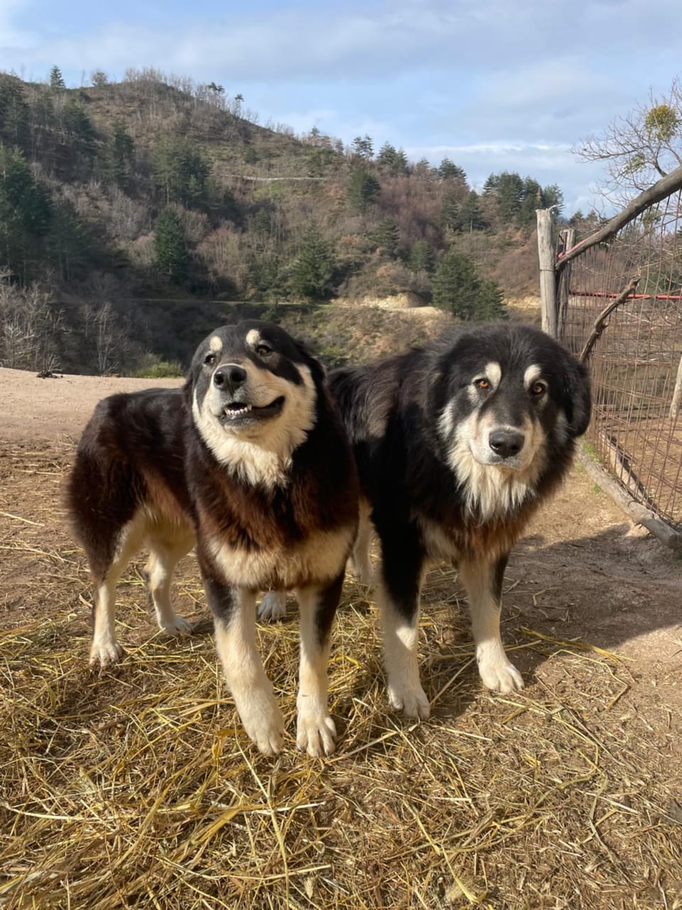 Pets