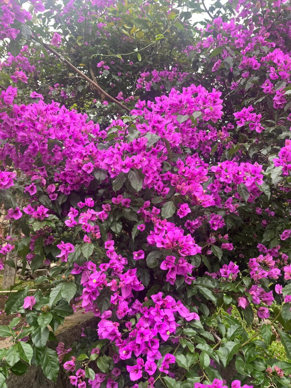 Refúgio Imperial House in State of Rio de Janeiro