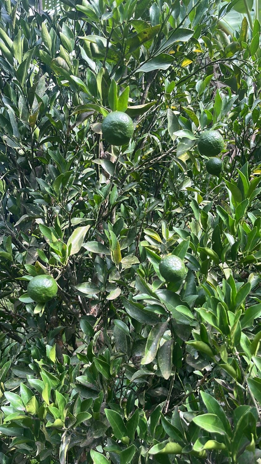 Refúgio Imperial House in State of Rio de Janeiro