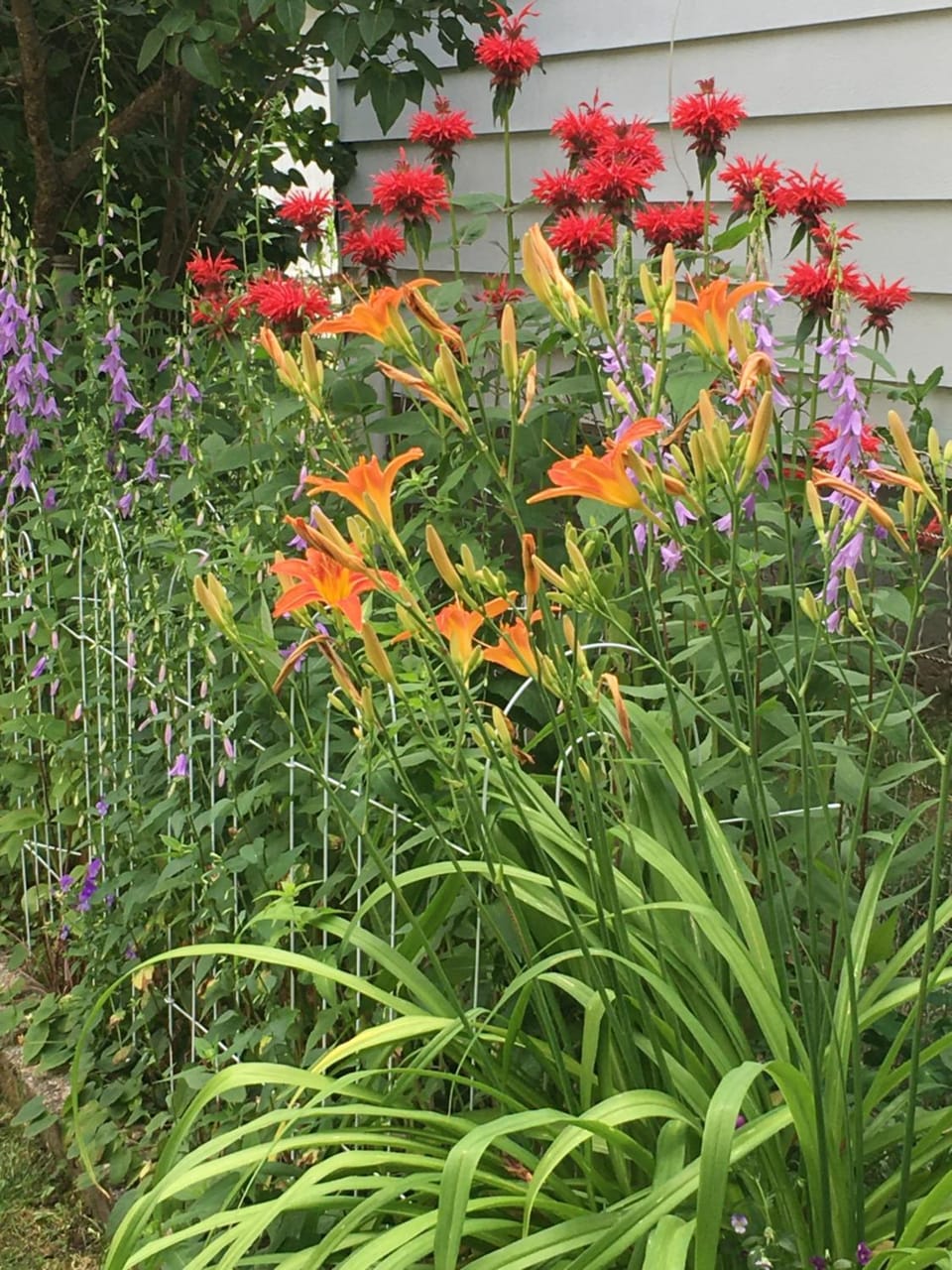 Spring, Day, Garden view
