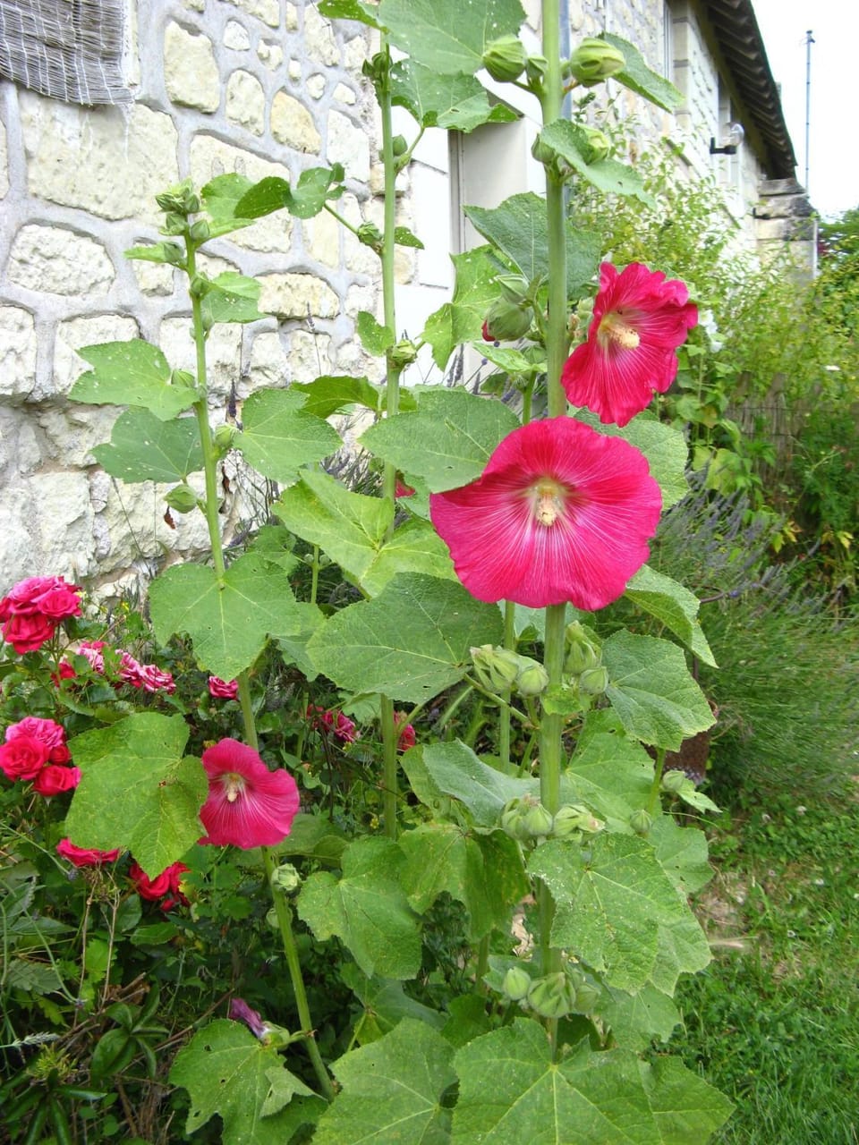 Summer, Garden, Garden view