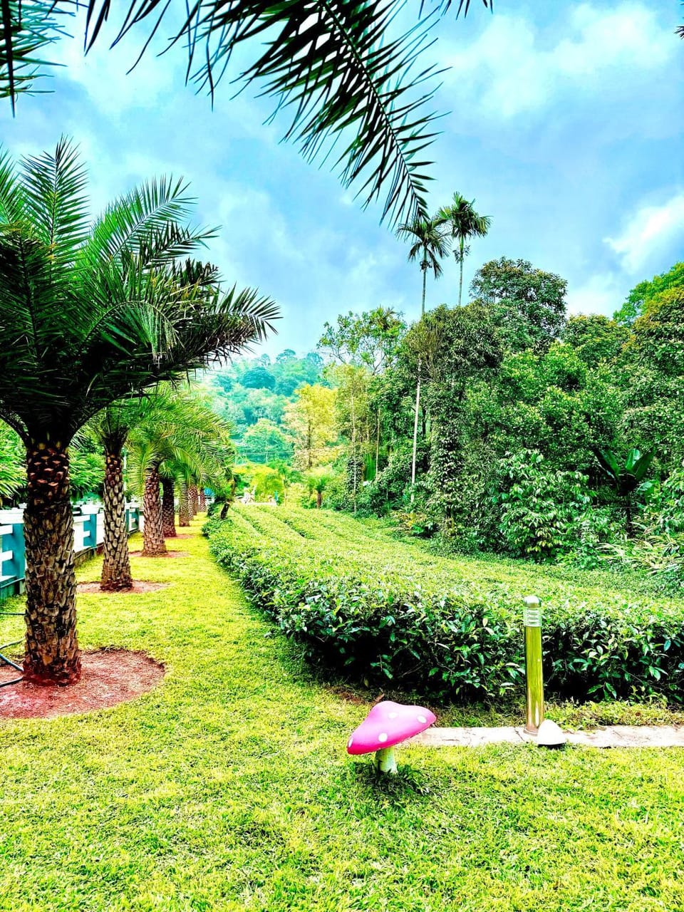 Garden