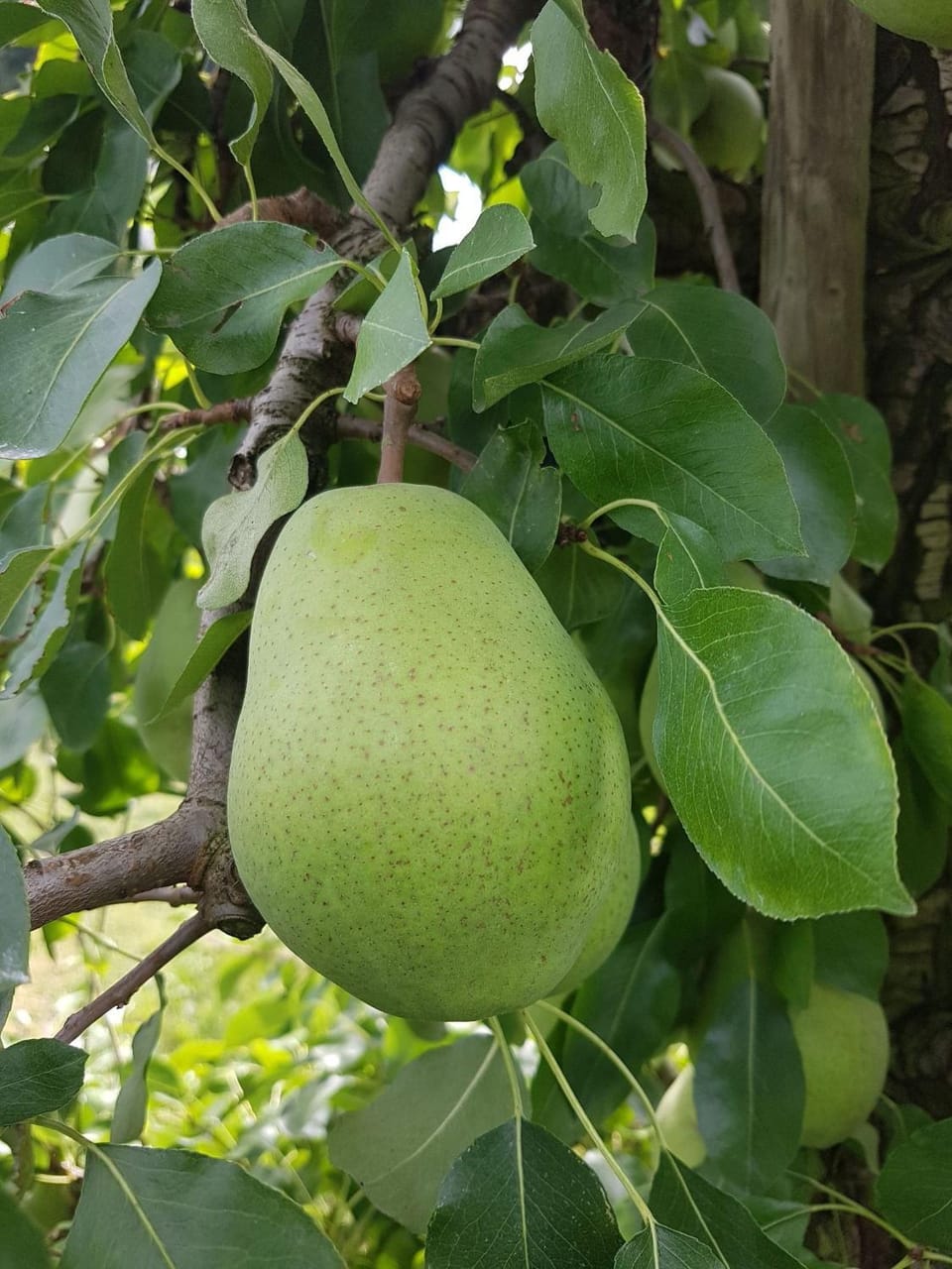 Obst- Und Ferienhof Karoline Apartment in Vorarlberg, Austria