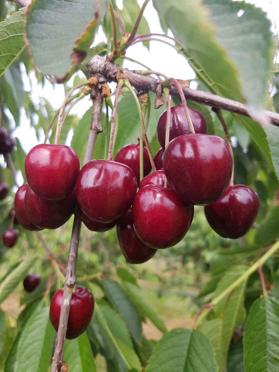 Obst- Und Ferienhof Karoline Apartment in Vorarlberg, Austria