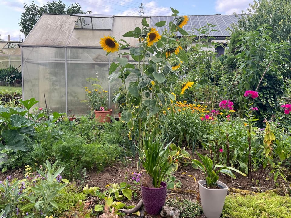 Spring, Day, Garden
