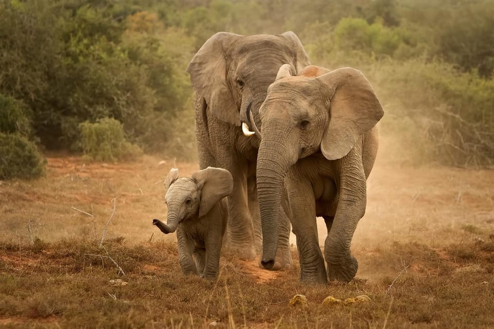 Natural landscape, Activities, Animals
