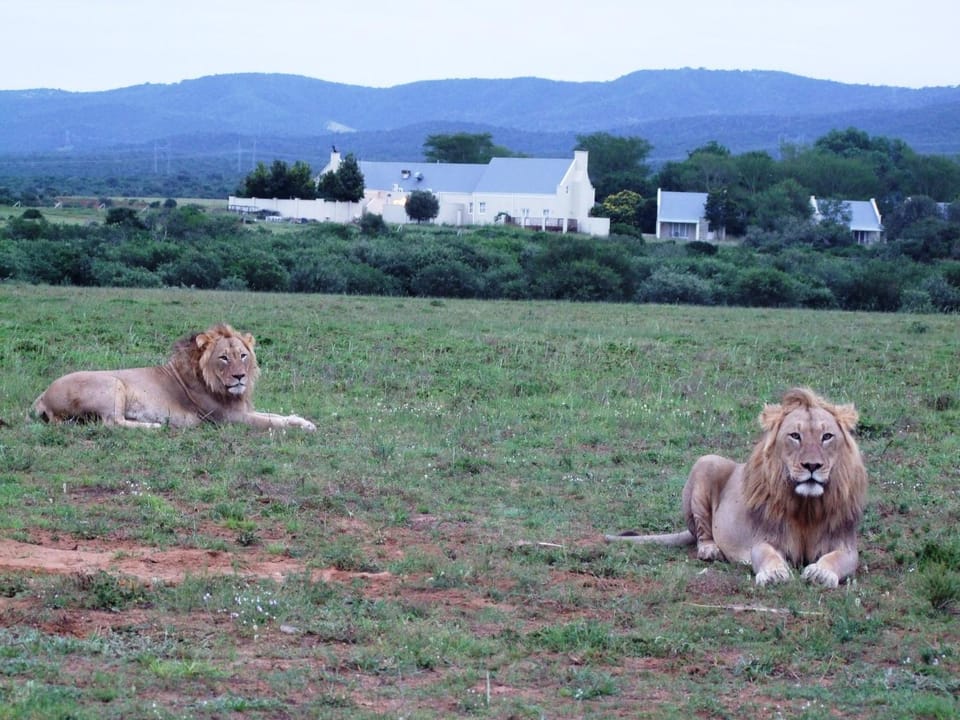 Property building, Natural landscape, Animals
