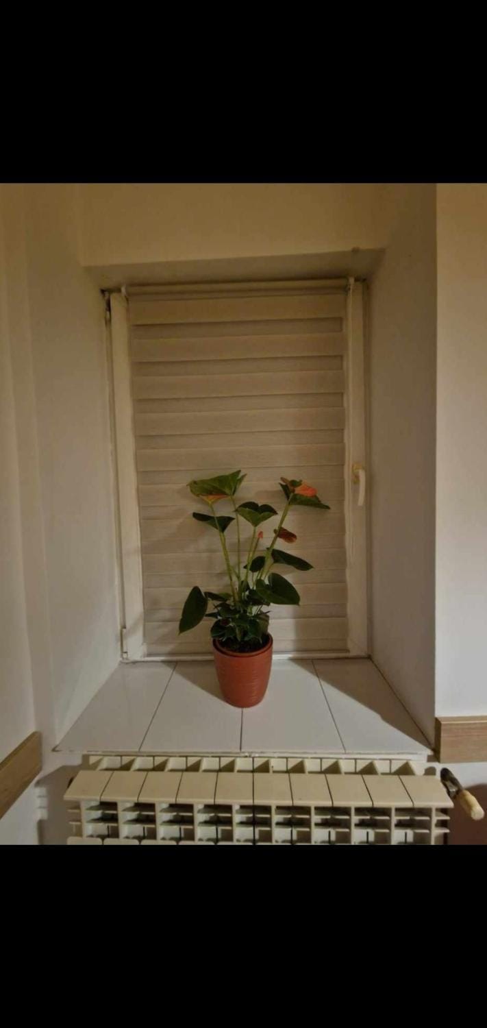 Ap Central Traian Moșoiu 2 Parcare proprie Apartment in Cluj-Napoca