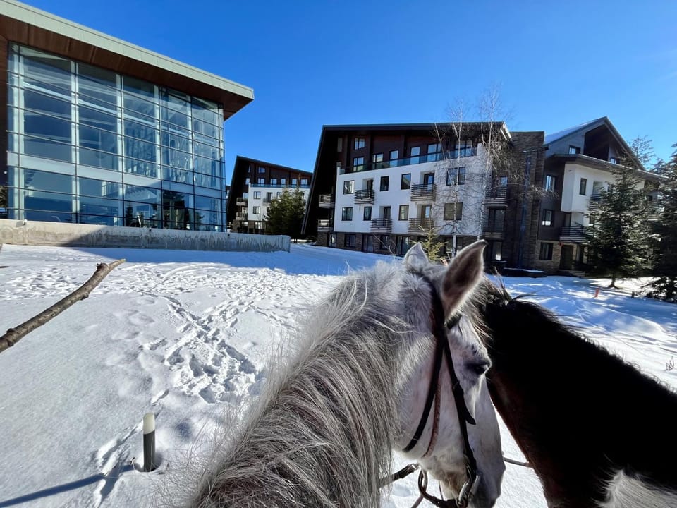 Property building, Winter, Horse-riding, Street view