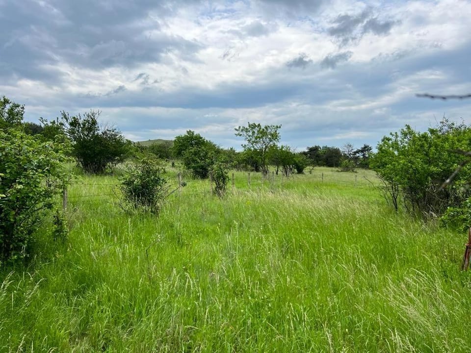 Spring, Day, Natural landscape